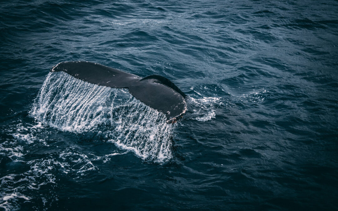 VoiceMen beim Walfang